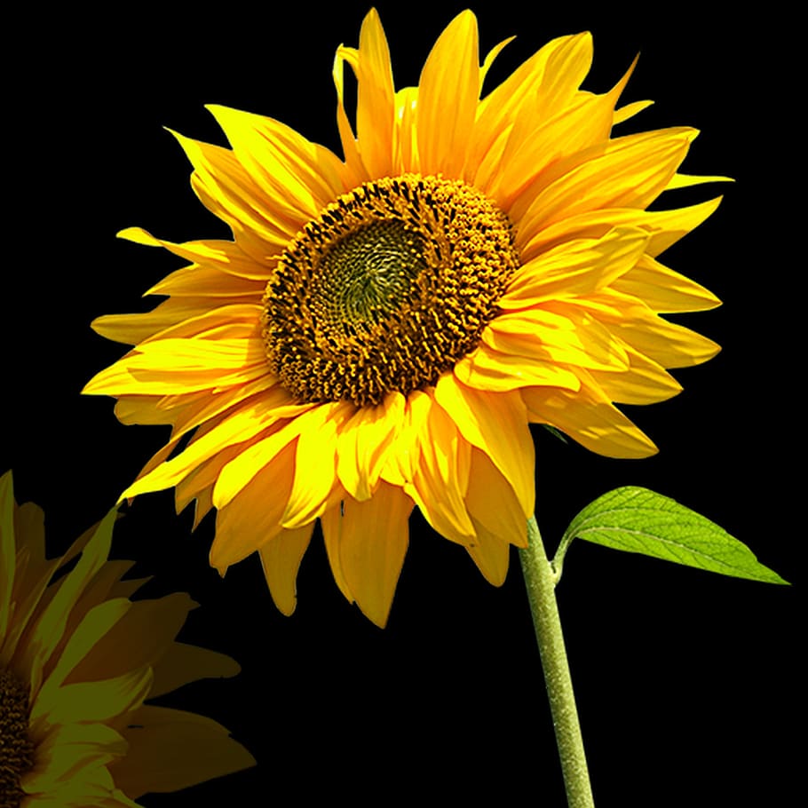 HD wallpaper: nature, flower, plant, petal, sunflower, black background,  flowers | Wallpaper Flare