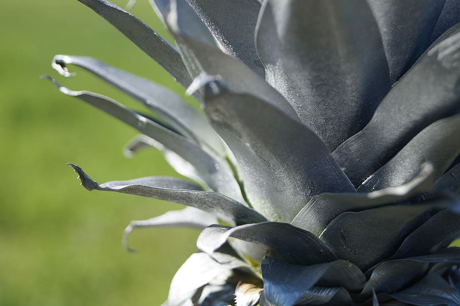 pineapple, close, plant, focus play, growth, close-up, no people HD wallpaper