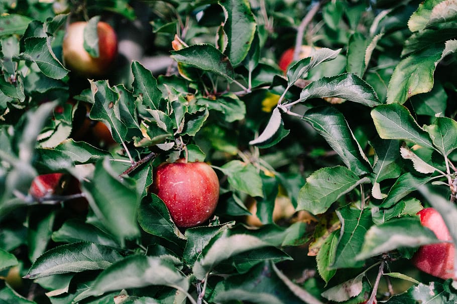 red apple fruit, natick, united states, food, flora, plant, produce HD wallpaper
