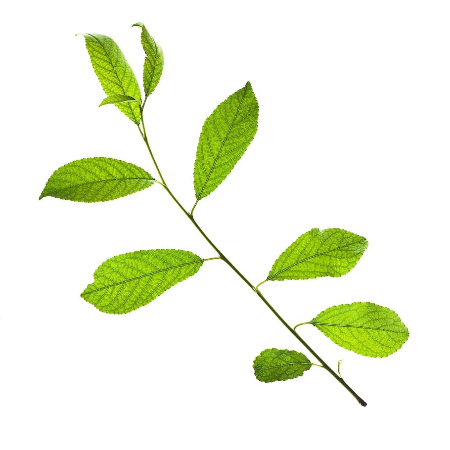 leaf, green, greening, tree, white, closeup, soil, appletree HD wallpaper