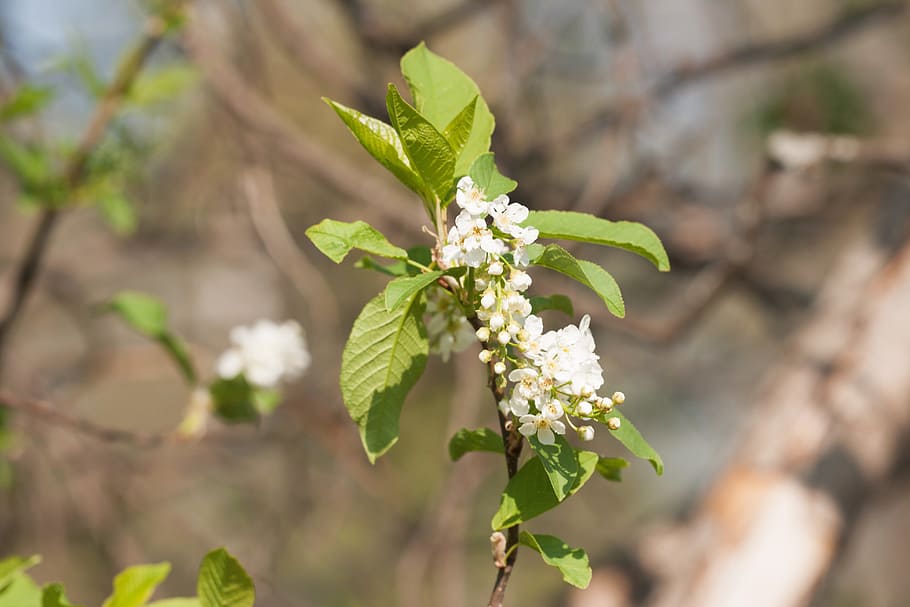 spring, flower, flowers, background, focus, closeup, outdoor HD wallpaper