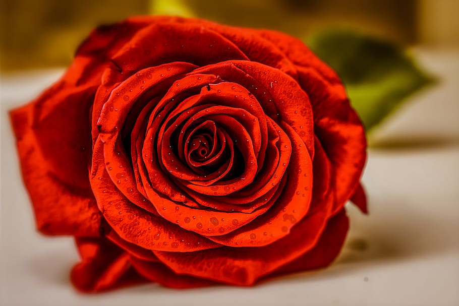 rosa, flower, nature, spring, plant, garden, petals, beautiful HD wallpaper