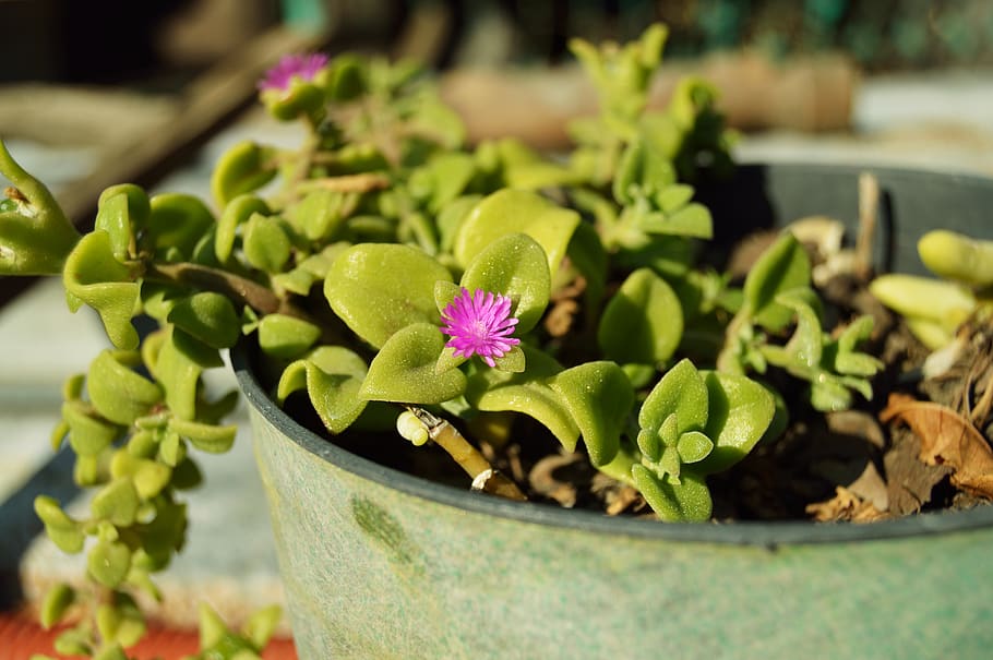 Purple Ice Plant Flower in Gray Metal Pot, blur, close-up, colors HD wallpaper