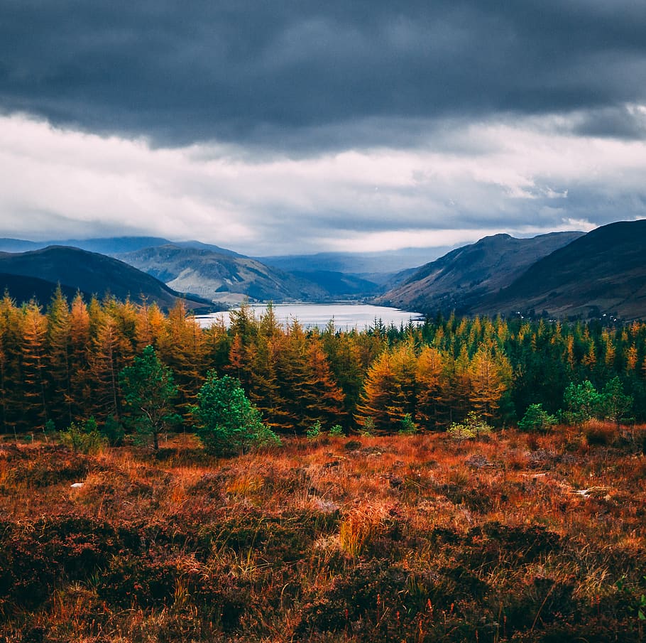 green pine trees, plant, conifer, abies, fir, larch, outdoors HD wallpaper