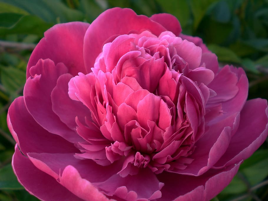 Pink Rose Flower Blooming during Daytime, blossom, flora, petals HD wallpaper