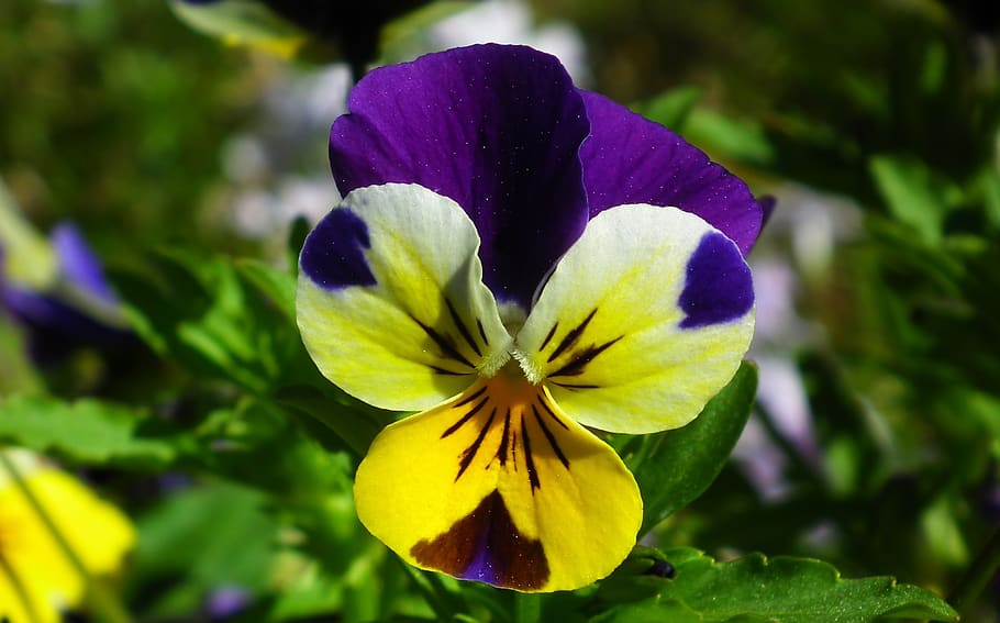 nature, flower, pansy, leaf, plant, garden, closeup, flowering plant HD wallpaper