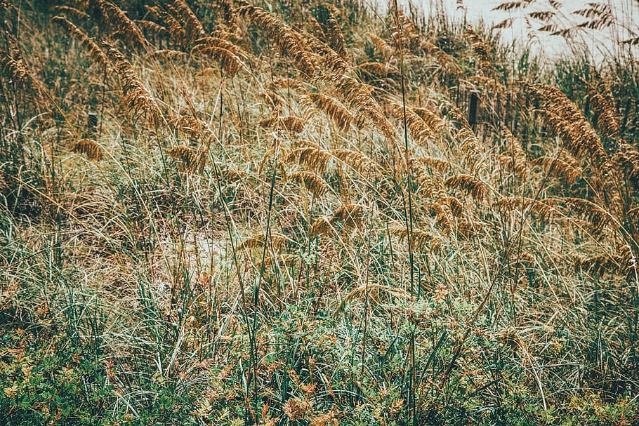 beach, grass, coast, summer, plants, vegetation, relax, peaceful HD wallpaper