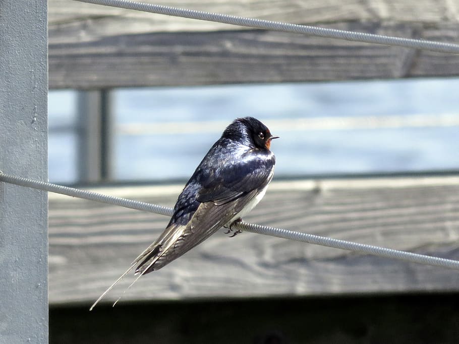 barn swallow, bird, schwalbe, swallows, animal, feather, birds HD wallpaper