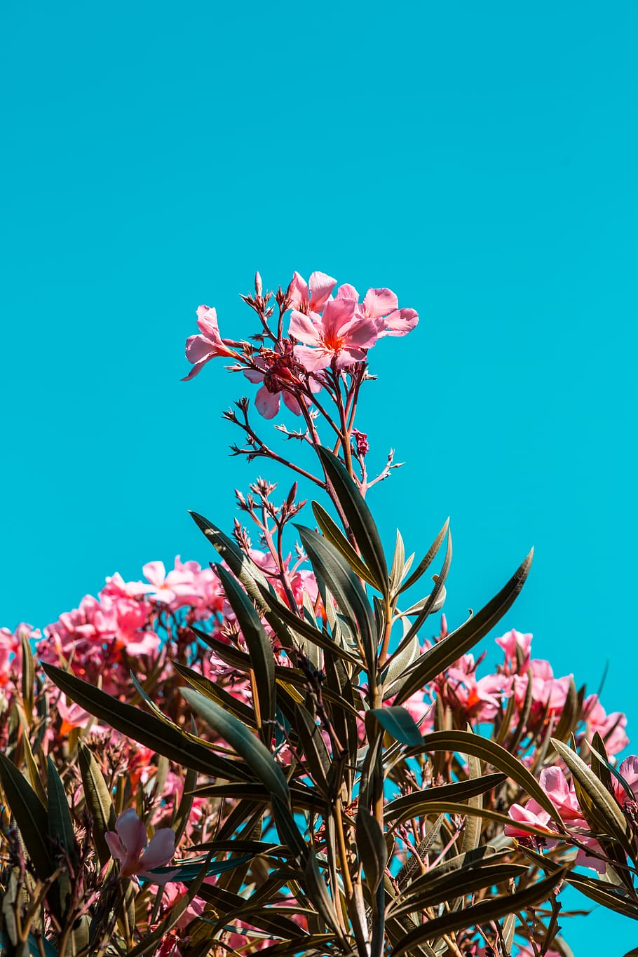 pink petaled flowers, plant, flowering plant, beauty in nature HD wallpaper