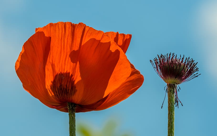 flower, flowering plant, beauty in nature, fragility, petal HD wallpaper