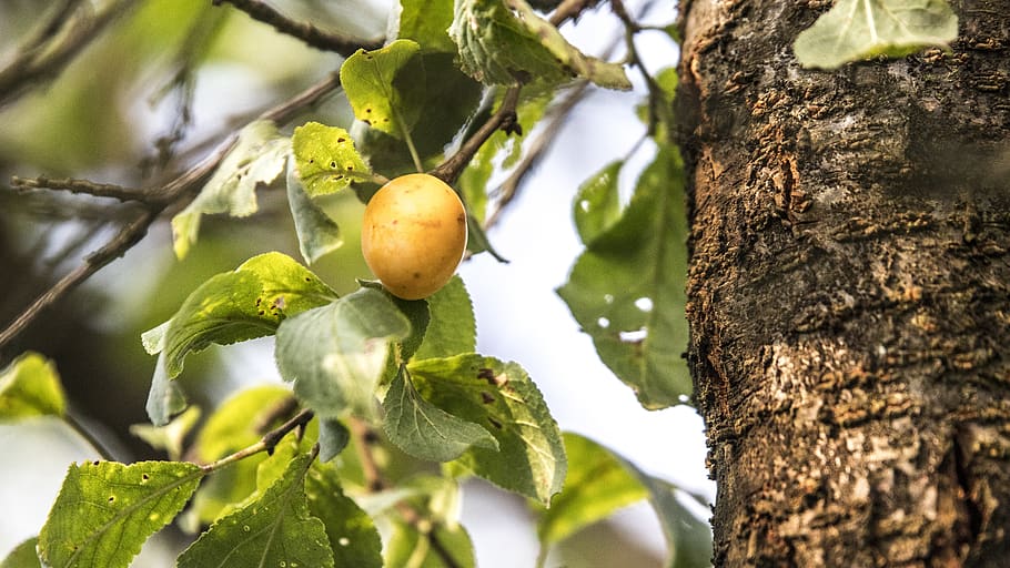 plum, fruit, tree, nature, yellow, mature, healthy, vitamins HD wallpaper