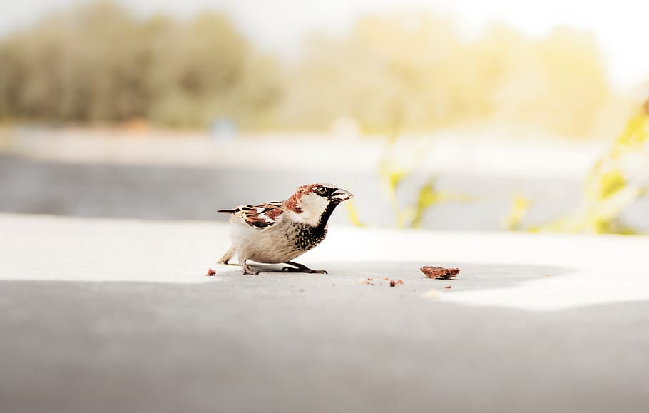 White and Brown Bird, animal, animal photography, blur, crumbs HD wallpaper