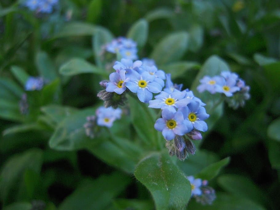 nots, garden, spring, nature, blue, flowers, flowering plant, HD wallpaper