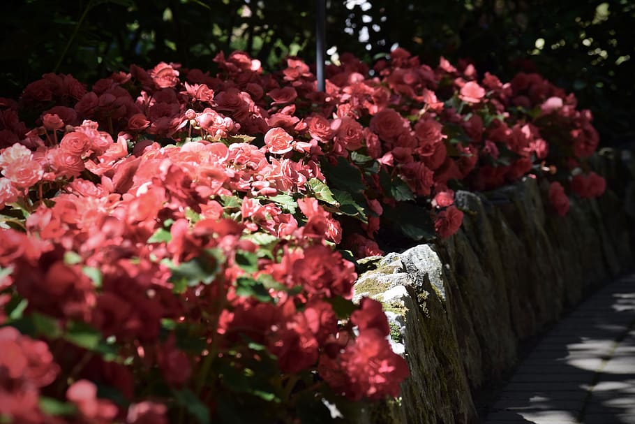 brentwood bay, butchart gardens, leaves, flowers, roses, red