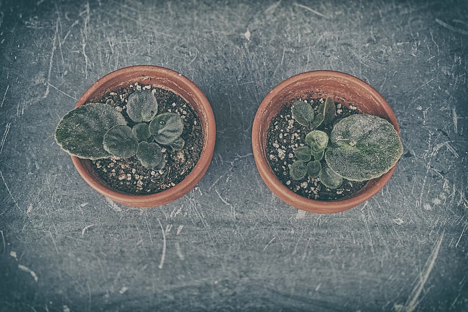 plant, leafes, green, small, tiny, pots, texture, gardening HD wallpaper