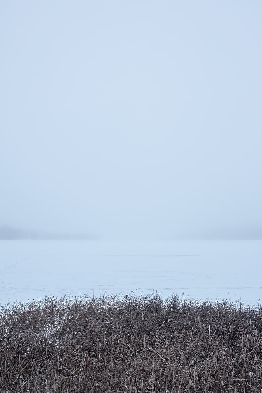 brown grass beside beach, nature, fog, weather, outdoors, mist HD wallpaper