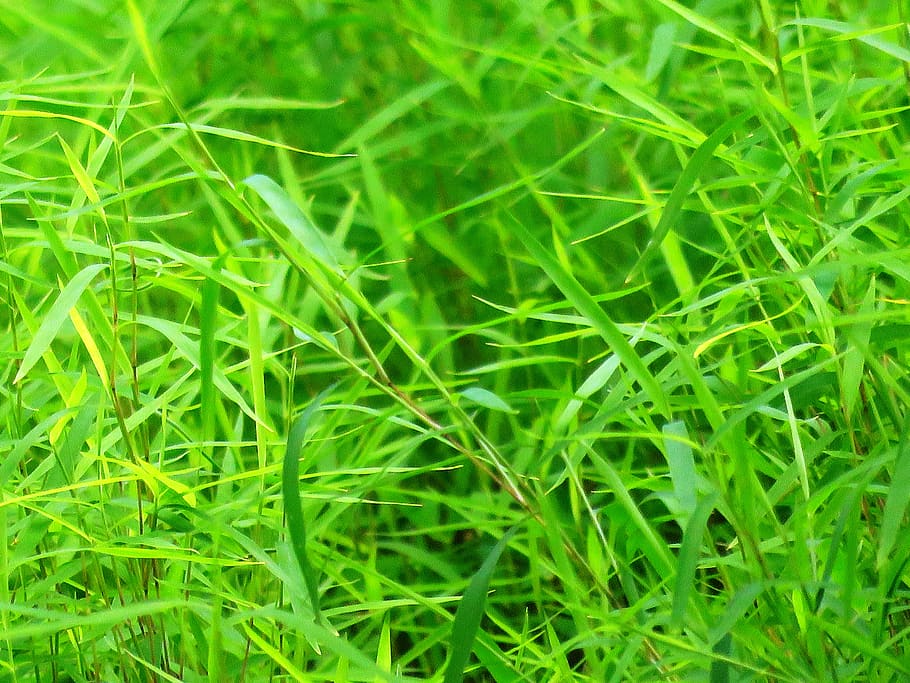 Green Grasses, close-up, environment, lawn, green color, plant HD wallpaper