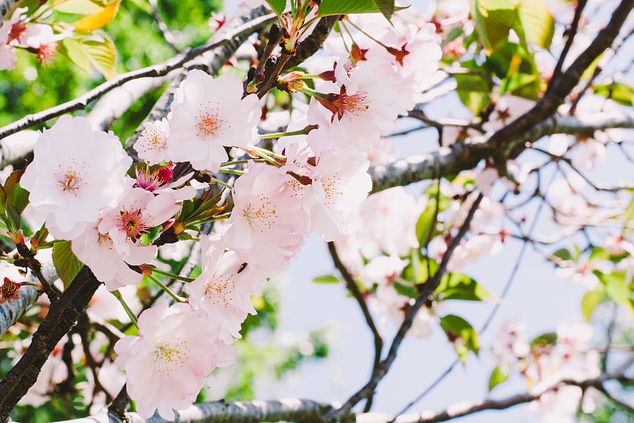 blossom, spring, tree, plant, flower, flowering plant, fragility HD wallpaper