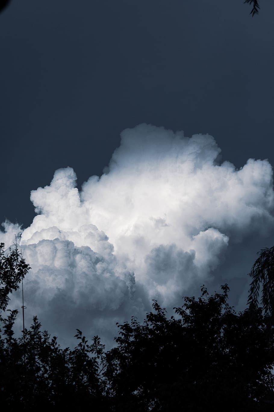 white clouds, tree, sky, cloud - sky, plant, low angle view, no people HD wallpaper