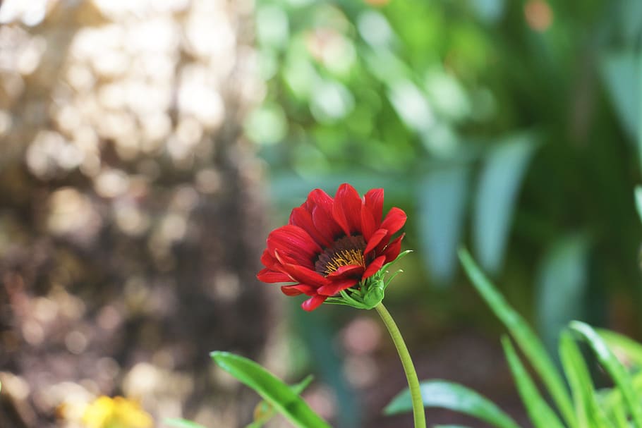flower, bud, flora, nature, flowering plant, beauty in nature HD wallpaper