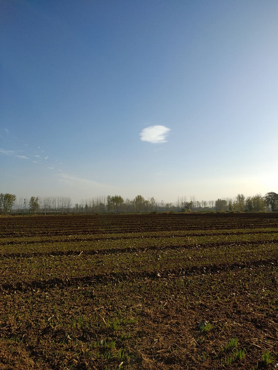 china, xuchang, landscape, field, sky, environment, agriculture HD wallpaper