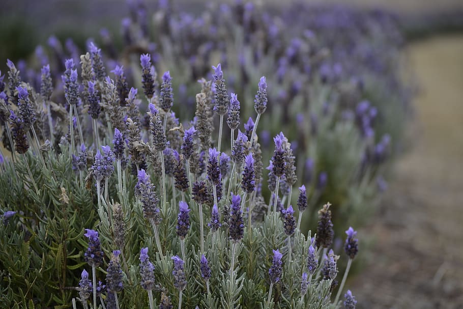 lavender, farm, scent, field, flower, nature, garden, purple HD wallpaper