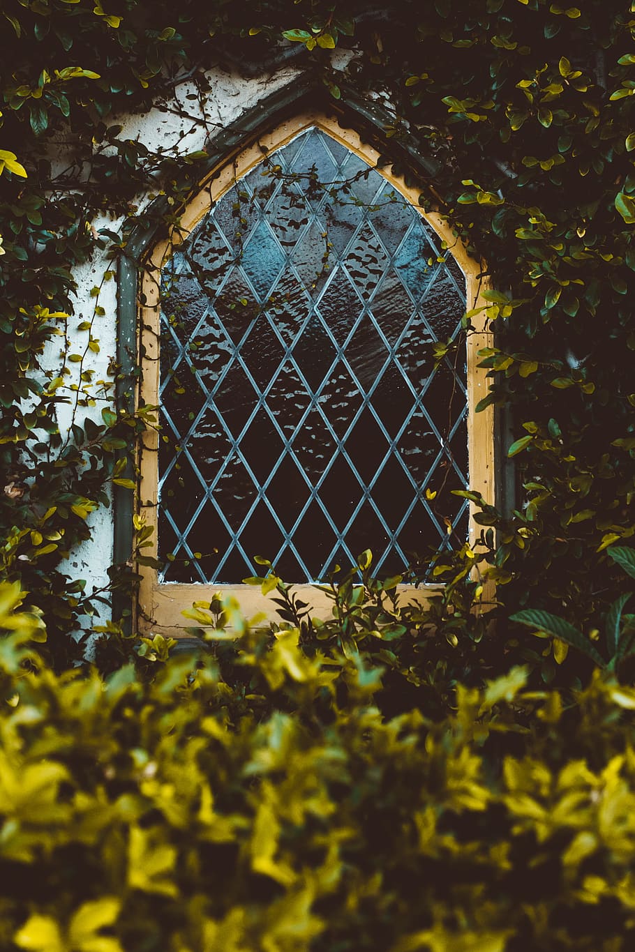 green leafed plant, window, leaves, outdoors, garden, glass, old HD wallpaper