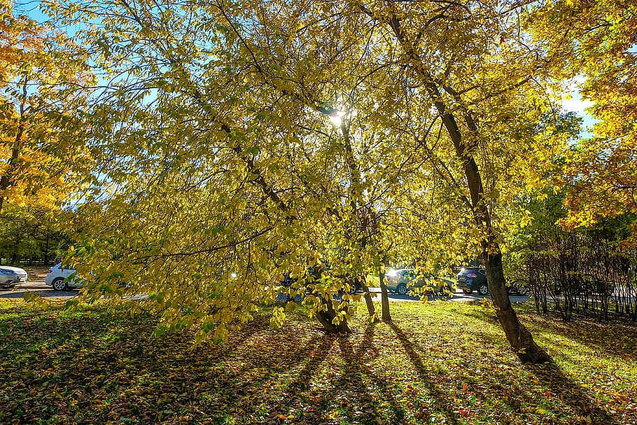 autumn, park, killarney, nature, leaves, season, foliage, in the fall of HD wallpaper