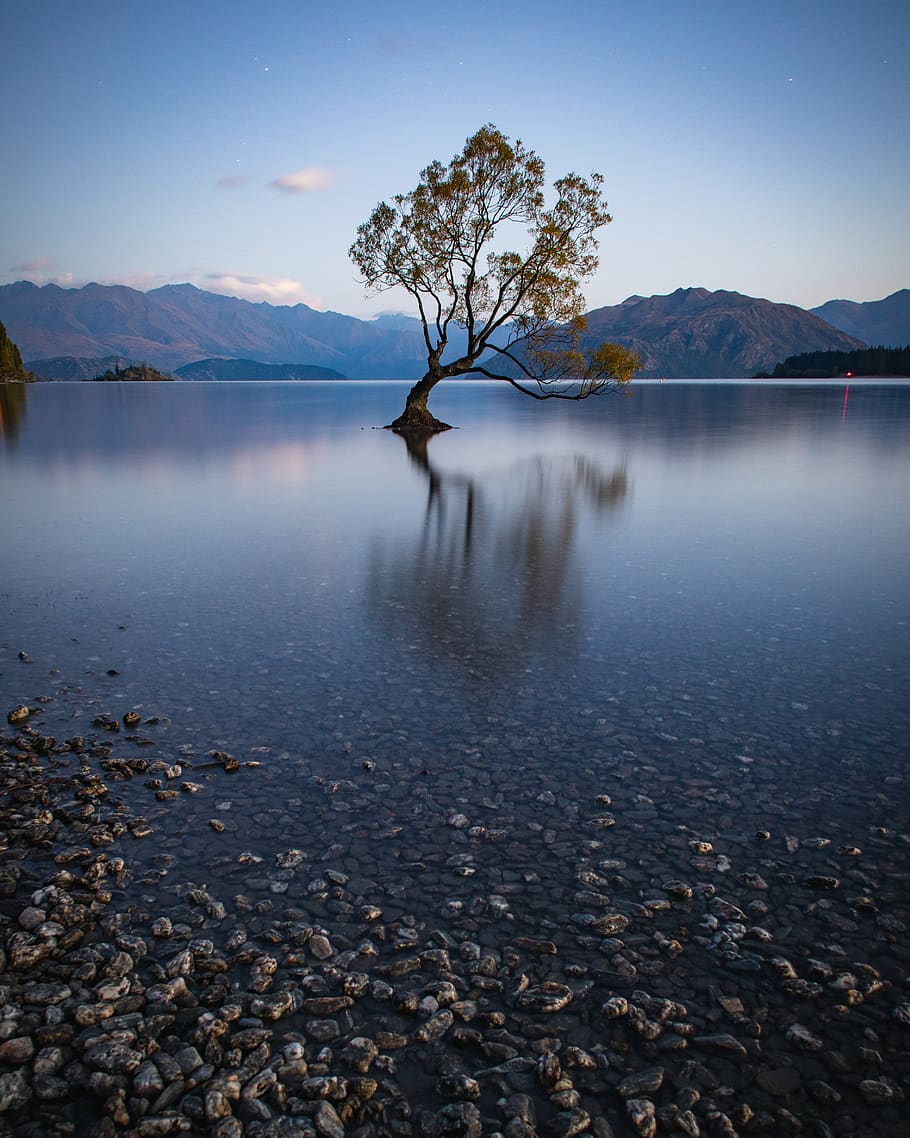 Green Tree on Lake, beach, dawn, evening, fall, landscape, mountain HD wallpaper
