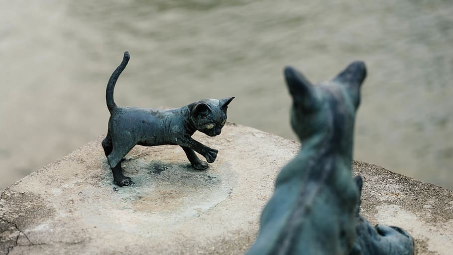 animal themes, mammal, dog, canine, vertebrate, group of animals HD wallpaper