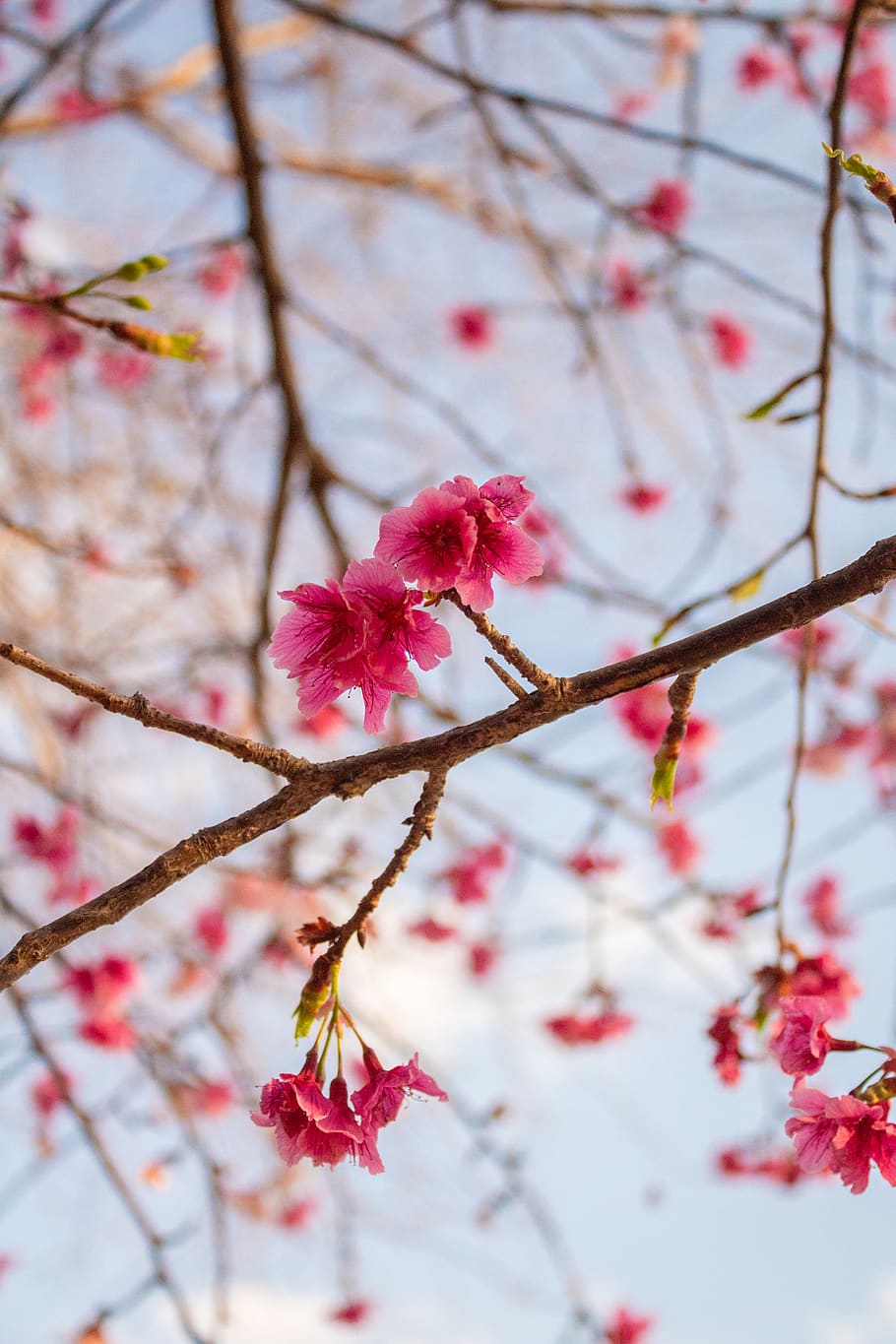 sky, tree, flower, cherry, japan, sakura, plant, beauty in nature HD wallpaper
