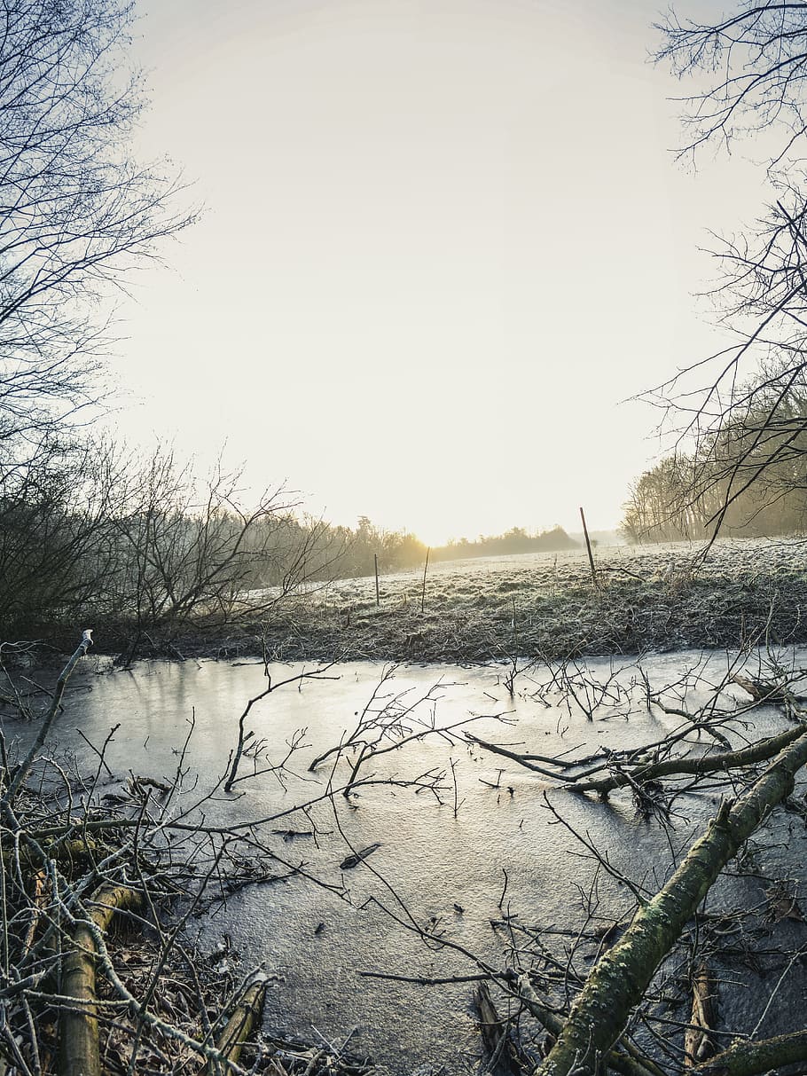 Body of Water Surrounded by Bare Trees Photo, branches, daytime HD wallpaper