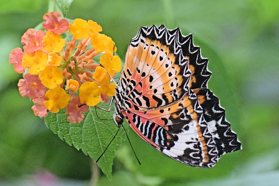 butterfly, insect, flower, one animal, beauty in nature, animal themes HD wallpaper