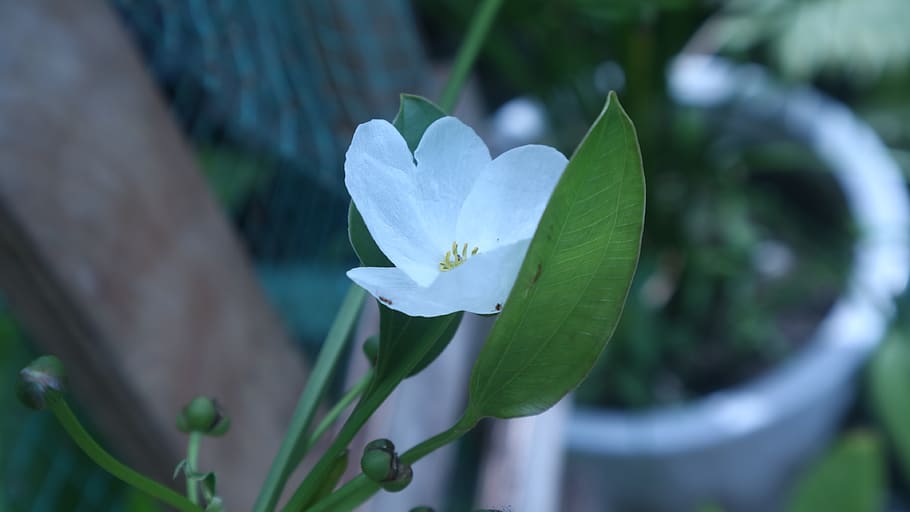 white flower, leaf, curve, flowering plant, beauty in nature HD wallpaper