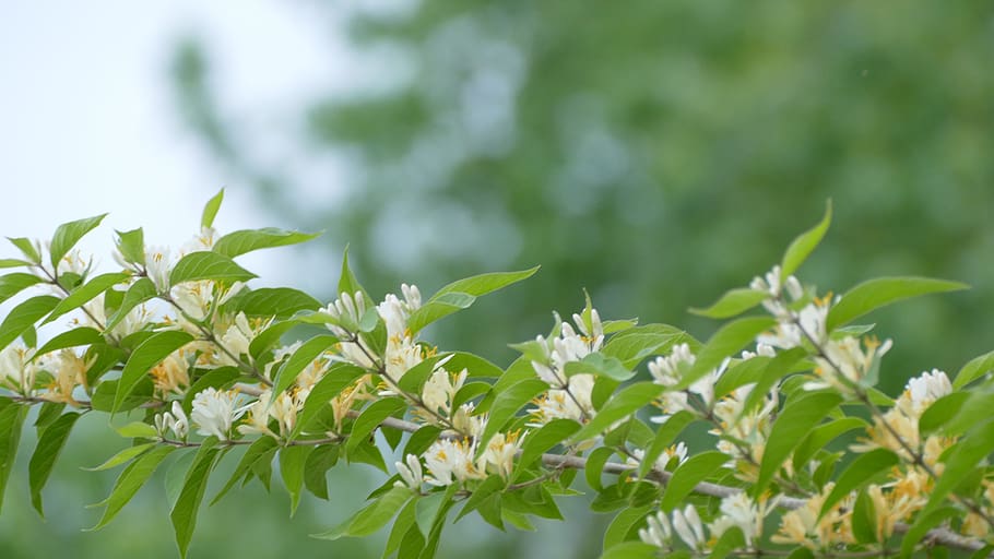 honeysuckle, background, backdrop, wild, yellow, flowers, vine HD wallpaper