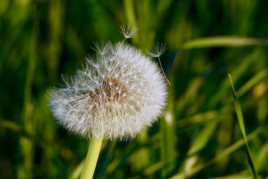 Macro Photography of White Dandelion Flower, bloom, blooming HD wallpaper