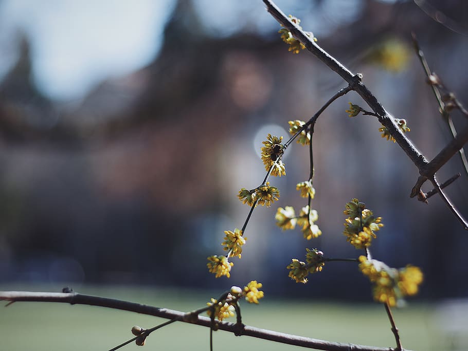 croatia, osijek, sun, park, tree, flower, branch, spring, yellow, HD wallpaper