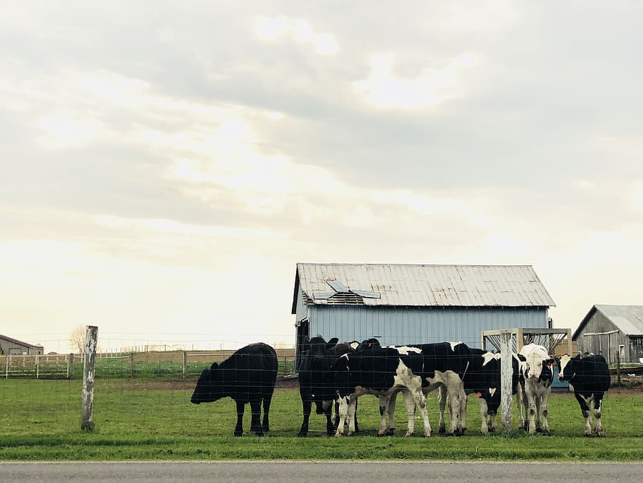 cows, summer, grass, barn, farm, country, animal, pet, sky HD wallpaper