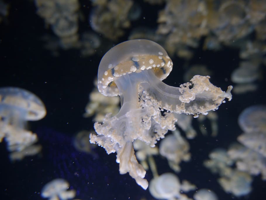 white jellyfish, sea life, animal, invertebrate, fungus, turtle, HD wallpaper