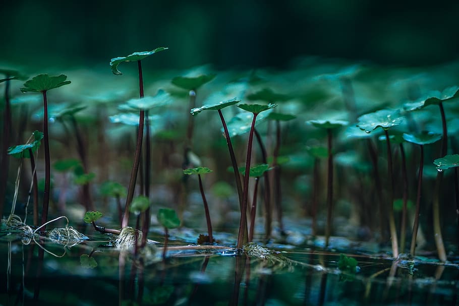 plants, nature, green, leaf, herbal, farm, planting, garden HD wallpaper