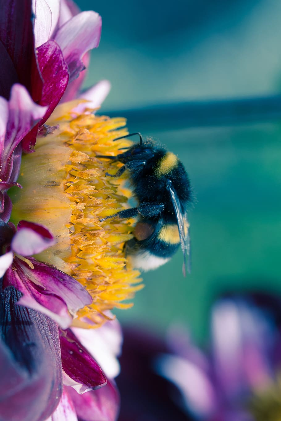 pollinating, bee, animal, fly, insect, hortensis, dahlia, fresh HD wallpaper