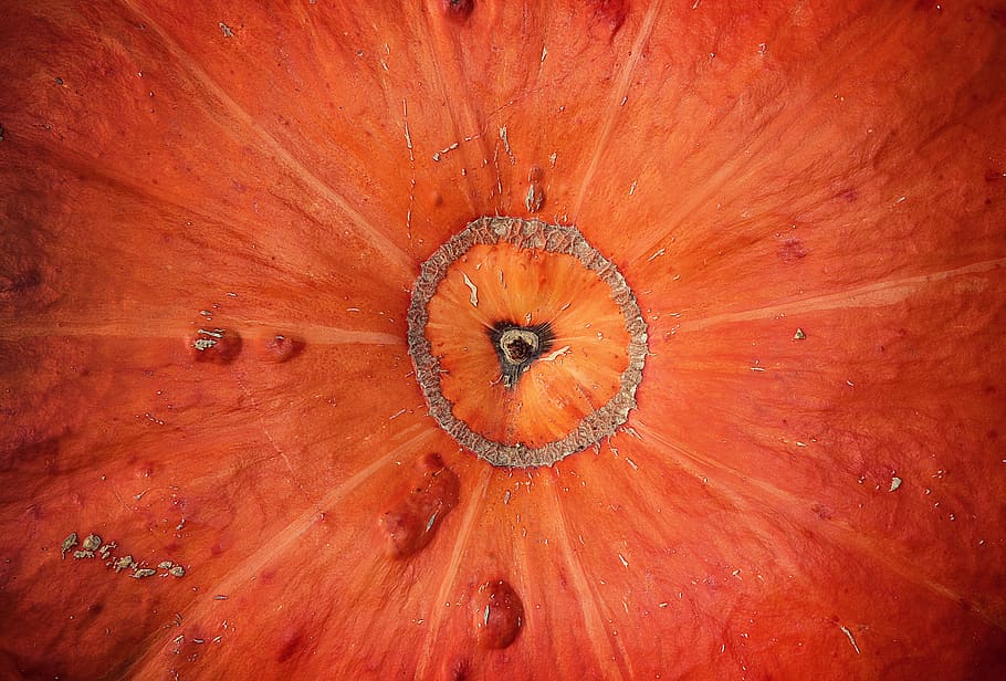 pumpkin, squash, vegetable, food, nutrition, agriculture, halloween HD wallpaper