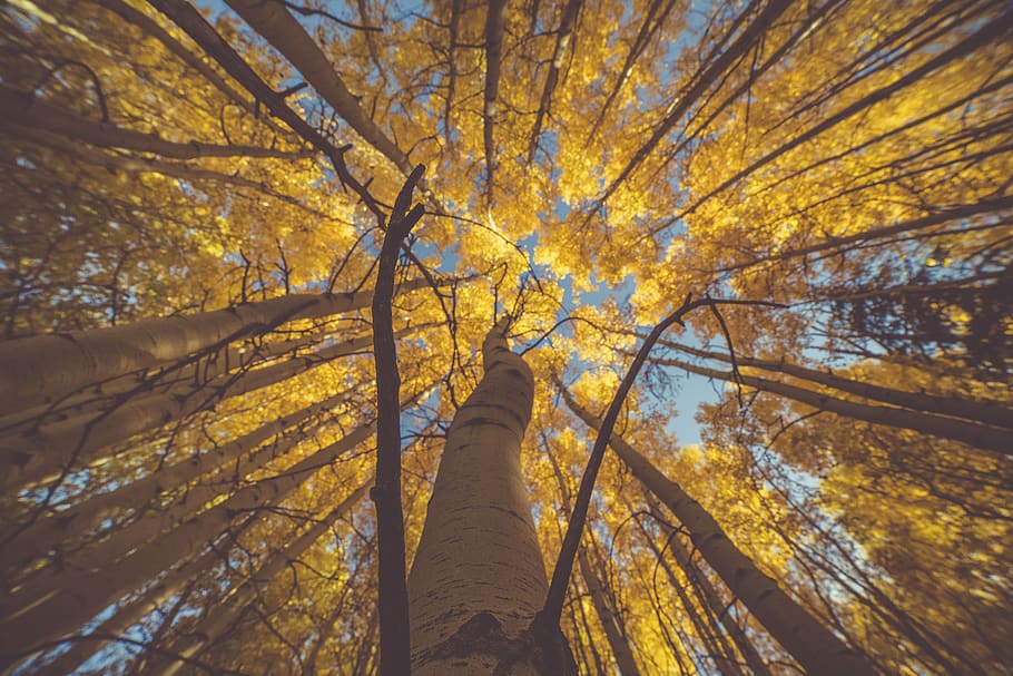nature, trees, woods, forest, autumn, fall, travel, plant, low angle view HD wallpaper