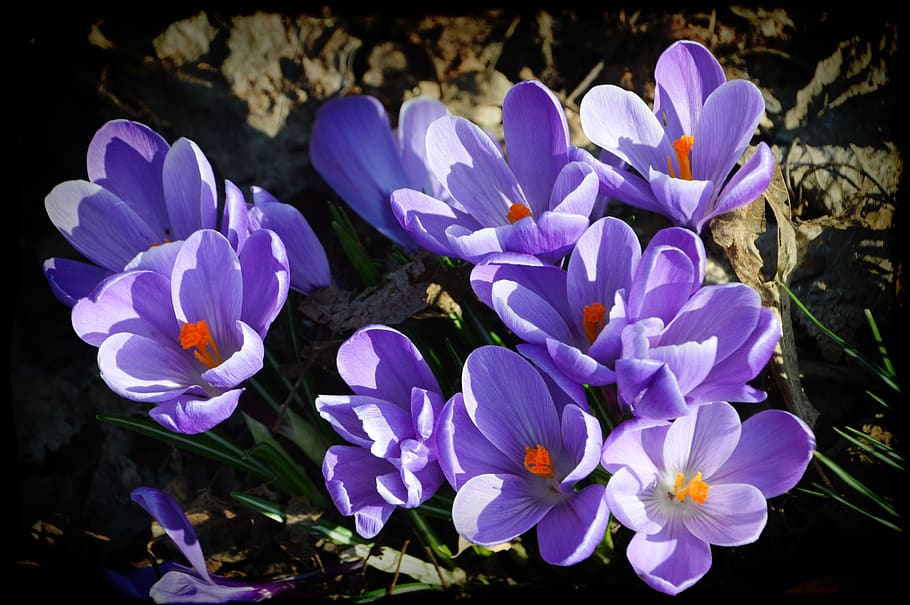 flower, crocus, violet, spring, nature, garden, colorful, botany HD wallpaper