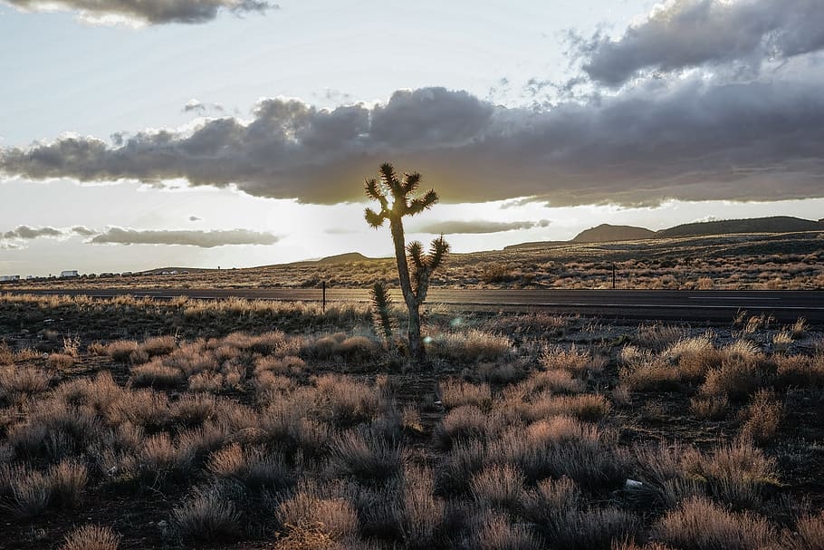cactus beside road, sky, plant, cloud - sky, landscape, environment HD wallpaper