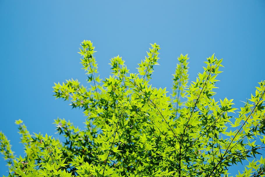 green-leafed plant, flower, blossom, tree, animal, apiaceae, abies HD wallpaper