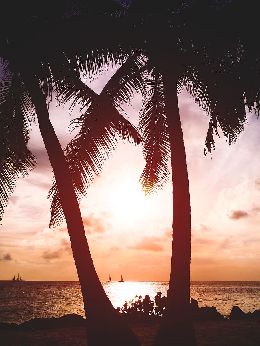 two coconut trees beside beach, sky, water, sea, sunset, beauty in nature HD wallpaper