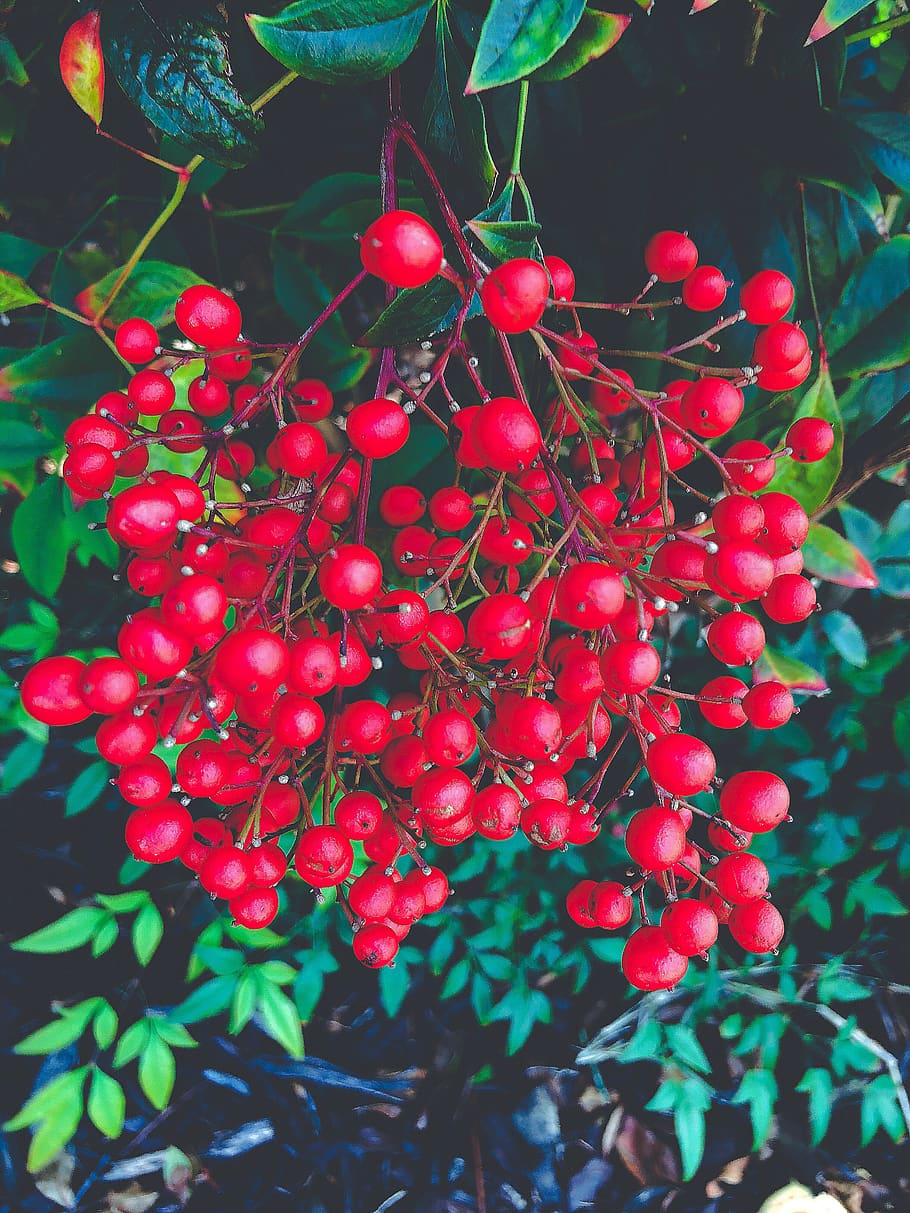 berries, red, food and drink, healthy eating, fruit, growth HD wallpaper