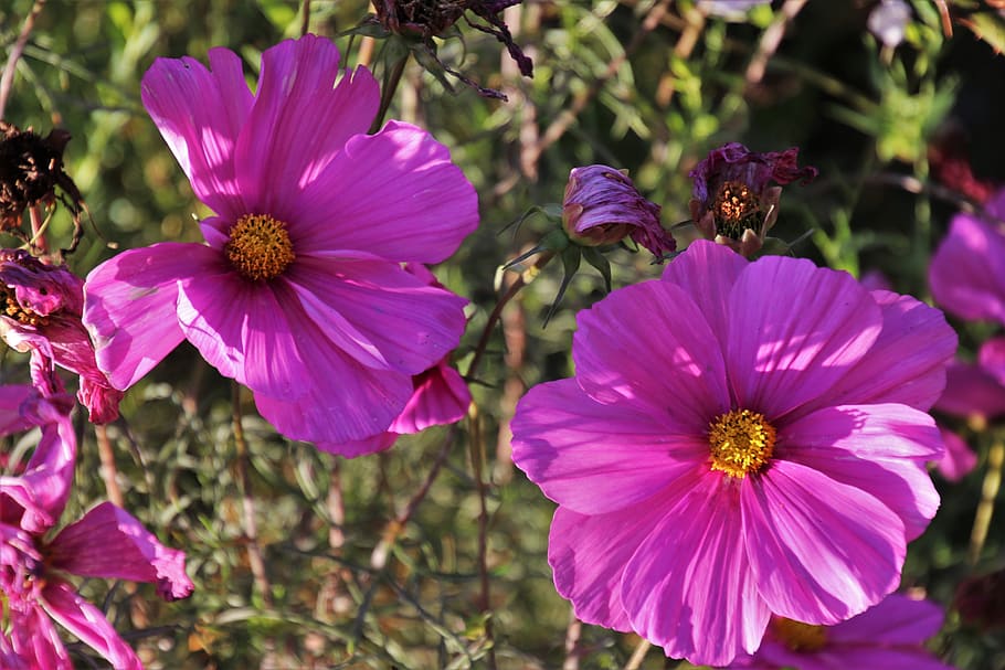flower, kosmea, kosmee, pink, space, autumn, garden, violet HD wallpaper