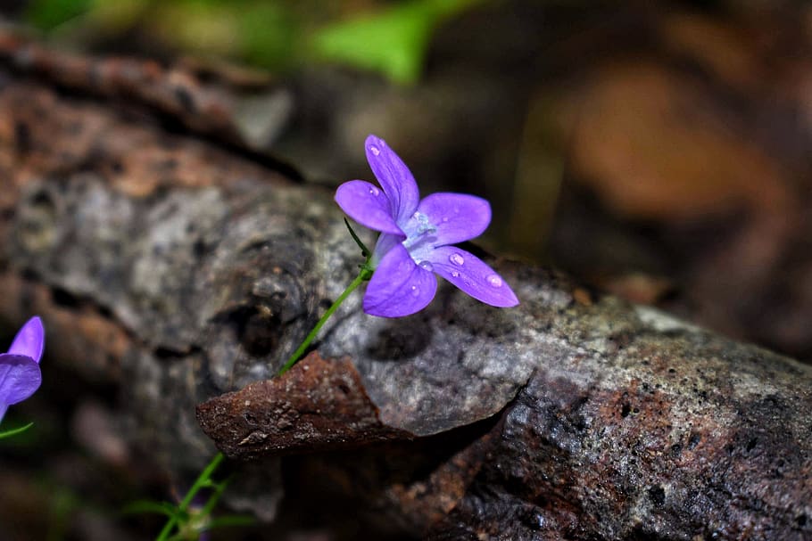 peace, blue, nature, forest, purple, flower, rain, drops, wood HD wallpaper